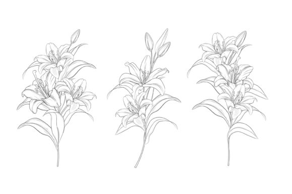 Drawn Floral Illustrations: A Graphic for Elegant & Versatile Design