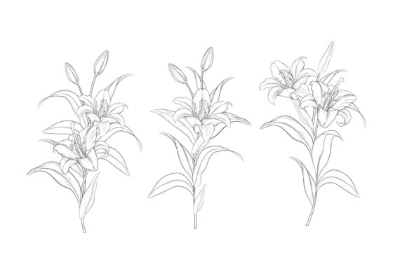 Hand Drawn Floral Illustrations Graphic: A Fresh Design Asset