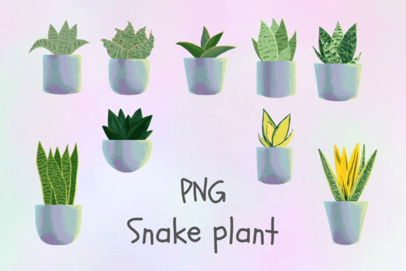 Miniature Snake Plant Illustrations: Digital Greenery for Modern Designs
